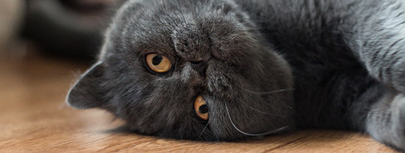 Goldimplantate bei Hund und Katze Tierarztpraxis Dr. med. vet. Evelyn